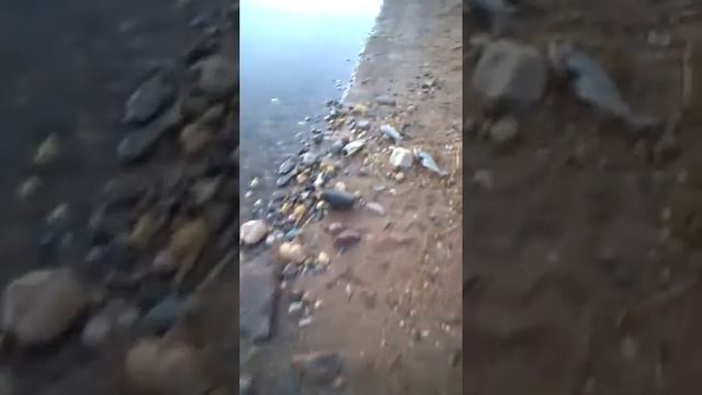 Карась. Рыбалка на Торбеевском озере. Жесть. смотреть онлайн