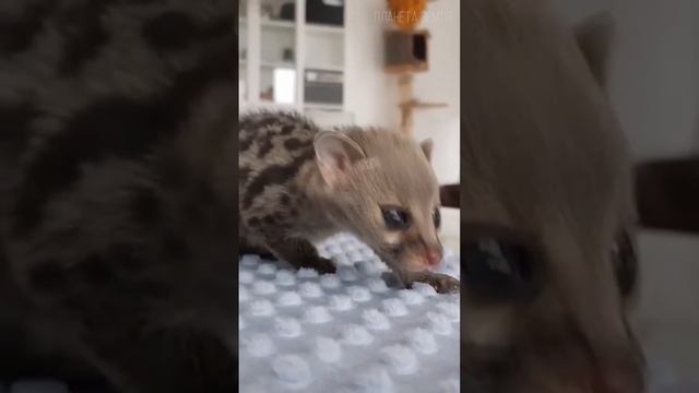 Мусанг или пальмовая циветта: Производитель самого дорогого кофе на планете смотреть онлайн