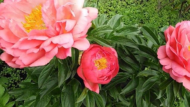 Пион Корал Сансет (Paeonia Coral Sunset) смотреть онлайн