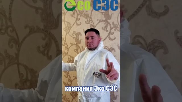 Удаление плесени и грбка на стенах в квартире с гарантией! смотреть онлайн