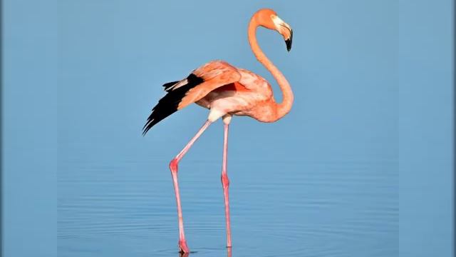 Meet a beautiful bird Flamingo-Animal Facts смотреть онлайн