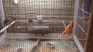 Размножение канареек Кенар парует канарейку