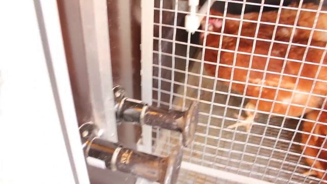 Самый умный мини курятник! Обзор автономного умного курятника или как завести кур в городе. смотреть онлайн