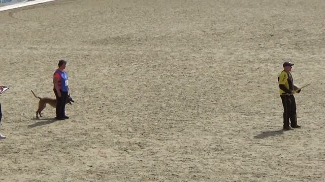 2023 IGP CACT Russia 8 Елена Воронцова и РАГНАРА В СОЗВЕЗДИИ ЛУН (Малинуа) С89 смотреть онлайн