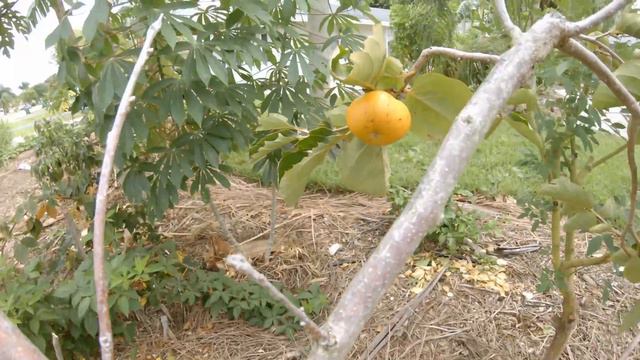 FUYU PERSIMMON - SOUTHWEST FLORIDA URBAN GARDENING смотреть онлайн