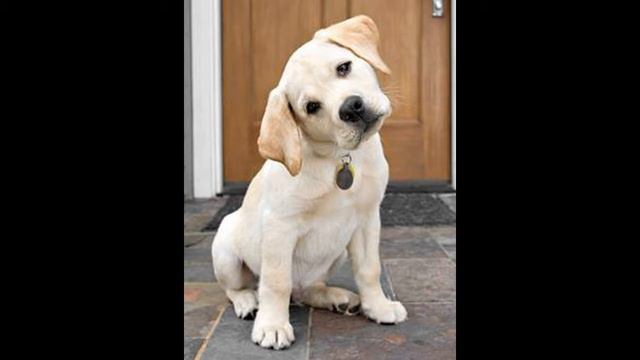 Популярные породи собак