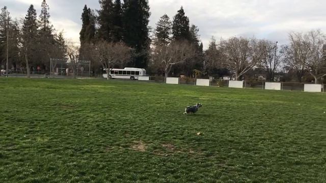 Yazhi over the back frisbee catch смотреть онлайн