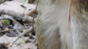 Newborn with adorable face, Just born baby monkey, Newborn Lori with Mom Amari