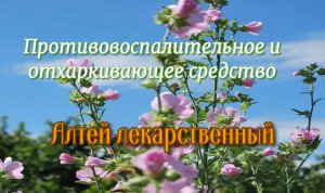 Противовоспалительное и отхаркивающее средство. Алтей лекарственный