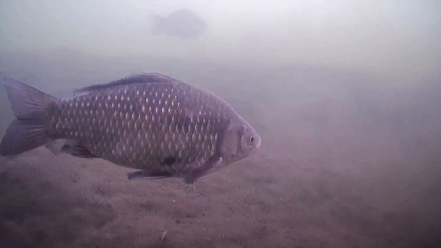 Стрелецкий ручей под водой смотреть онлайн