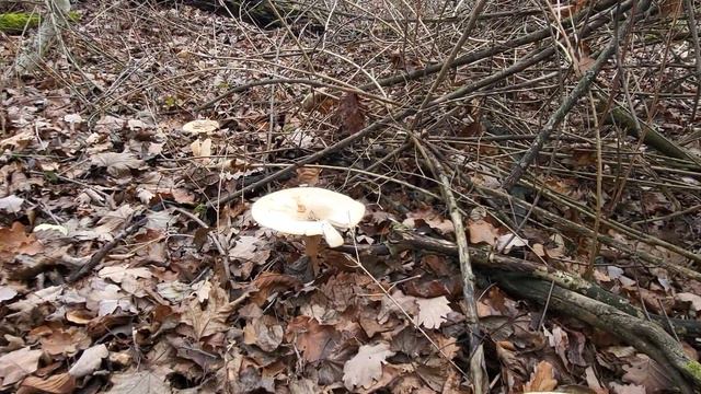 Грибы в конце декабря! Через неделю новый год! смотреть онлайн