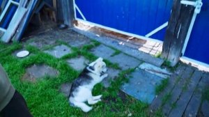 КУПИЛ 2 ДОМА В ДЕРЕВНЕ _ ВОР ПРИШЕЛ НА ЗАИМКУ _ РЕШАЕМ ПРОБЛЕМУ