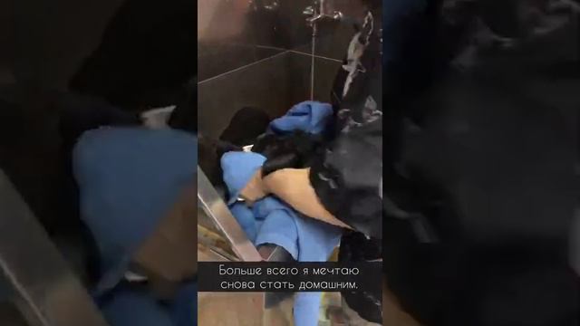 Удивительная собака! Красавчик шнауцер ищет хозяина. смотреть онлайн