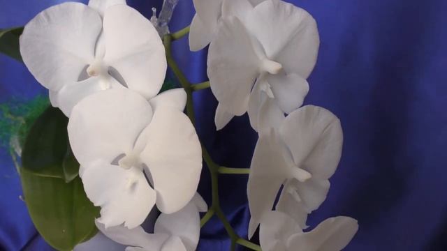 Орхидеи дарят праздник! (Phal. Charming Crystal Water, Blc. Young-Min Orange 'Golden Satisfaction') смотреть онлайн