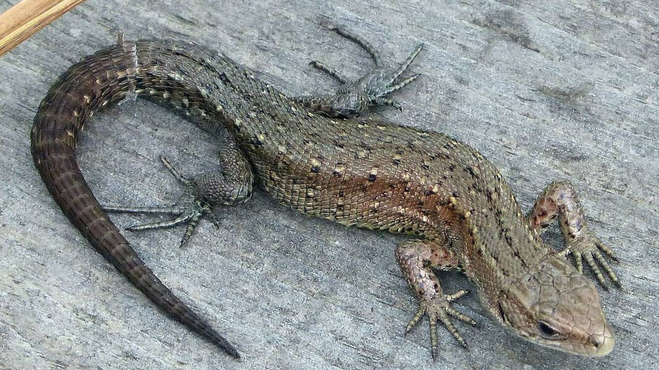 ЖИВОРОДЯЩИЕ ЯЩЕРИЦЫ смотреть онлайн