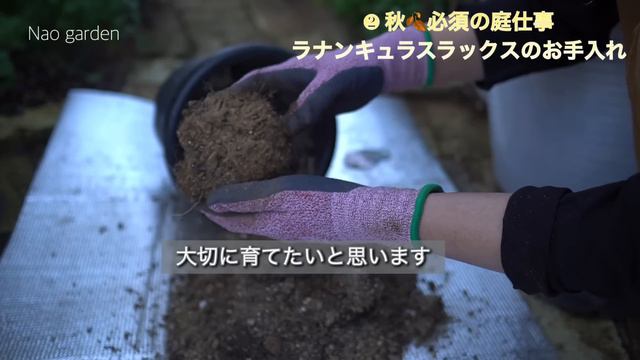 【ガーデンVlog】秋🍂必須の庭仕事｜クリスマスローズ＆ラナンキュラスラックスを沢山咲かせるにはコレが必要‼️｜10月初めの私の秋庭｜Helleborus Care & Autumn Garden смотреть онлайн