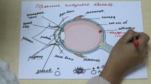 ЗРИТЕЛЬНЫЙ АНАЛИЗАТОР. ОРГАН ЗРЕНИЯ.