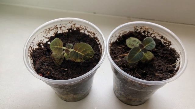 ГЛОКСИНИИ ОСТАНОВИЛИСЬ В РАЗВИТИИ!!!