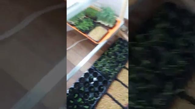 микрозелень пшеница, посадка и срез смотреть онлайн
