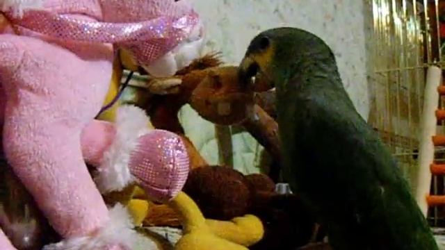Amazon parrot Totosha / Попугай амазон Тотошка и его проделки смотреть онлайн