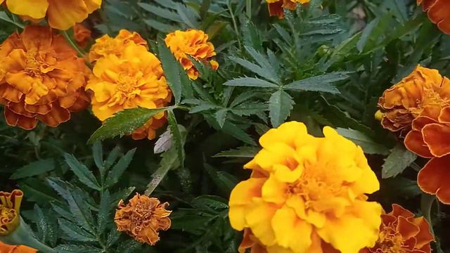 футаж чернобрывци смотреть онлайн