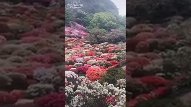 Очень красивая чтения Корана смотреть онлайн