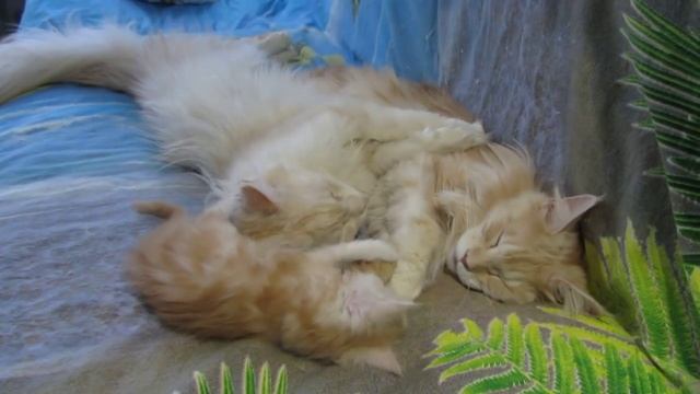 Kitty cats does not sleep.Котенок не дает спать котам. смотреть онлайн