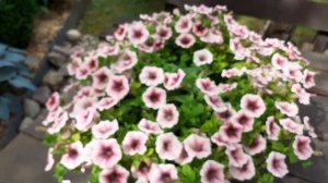 Петуния -королева сада.Серии Пендолино ,Изи вейв E3, ...