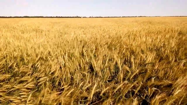 Положило пшеницу, хлебный жук-кузька прилетел. смотреть онлайн