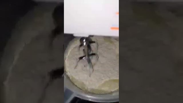 Пирог с черникой