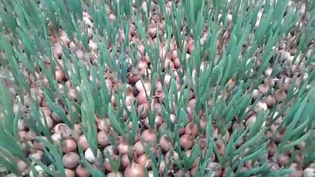 Выгонка лука на перо в теплице. Продолжение сколько нужно на 1м и какой выход с одного метра. смотреть онлайн