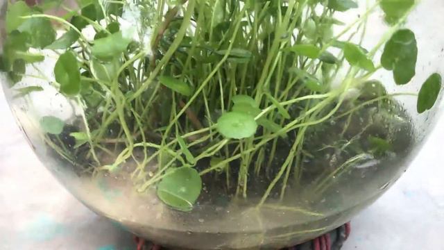 Plants that can be grown in jars and bottles (Magical Coin Plants) - GardenArcX - EP53 смотреть онлайн