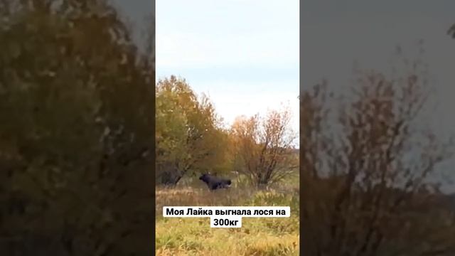 Лось гигант смотреть онлайн