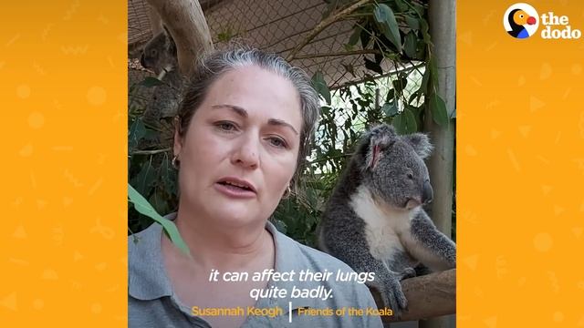 Koalas Need Help Surviving Australia's Fires | The Dodo смотреть онлайн