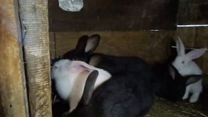 Маточник для кроликов//Окролы в ящике