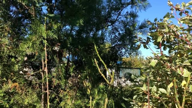 Секреты подготовки к зиме плетистых и штамбовых роз. смотреть онлайн