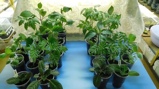 ???ОБМАН ВЕКА !!! ПЕРЕКИСЬ ДЛЯ РАССАДЫ ! РЕЗУЛЬТАТ ВЫРАЩИВАНИЯ ГРУППЫ РАСТЕНИЙ смотреть онлайн