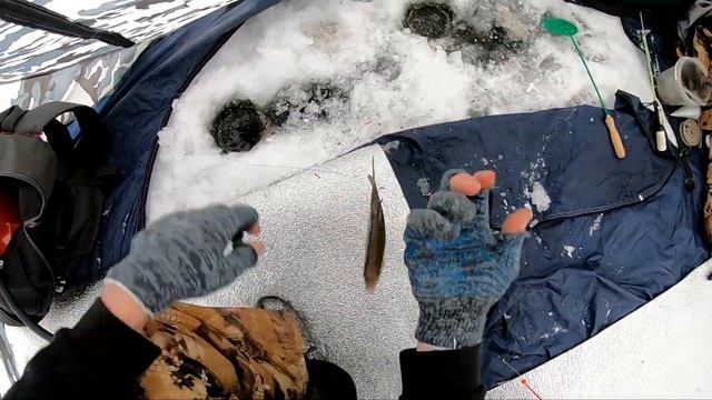 КЛЮЁТ ПЛОТВА И НЕ ТОЛЬКО! Зимняя Рыбалка в -20 В ПАЛАТКЕ С Отоплением! БОСЯЦКАЯ Кухня На Льду! смотреть онлайн