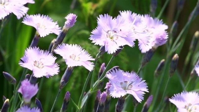 Песня любви и поклонения Матери Марии Санктиссима смотреть онлайн