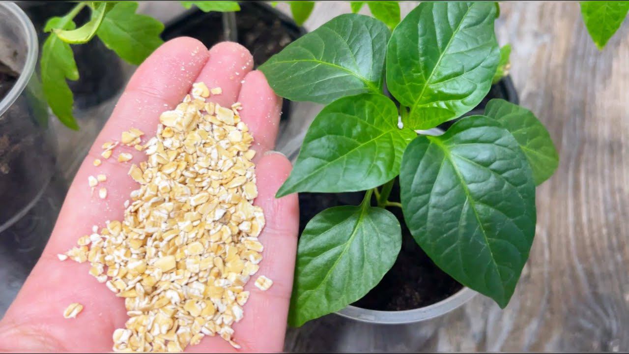 1 стакан и даже самая дохлая рассада зеленеет и толстеет на глазах! Потрясающий результат! смотреть онлайн