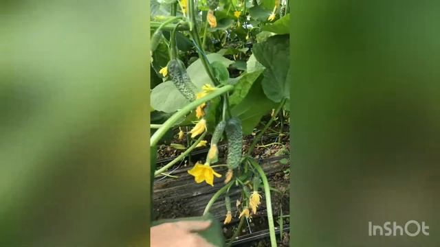 Сезон 2020 смотреть онлайн