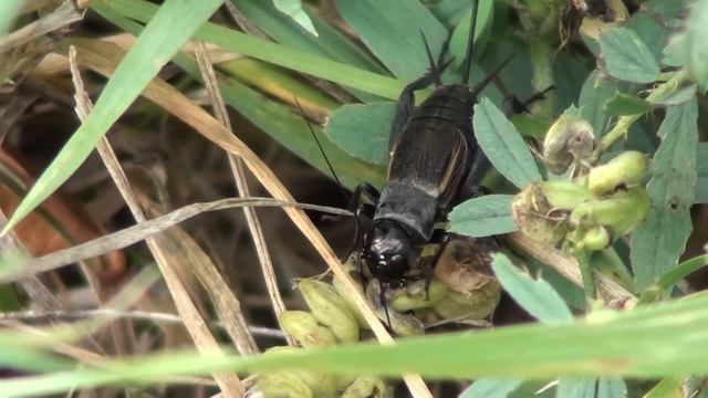 Field Cricket (Gryllidae: Gryllus) Female Feeding смотреть онлайн