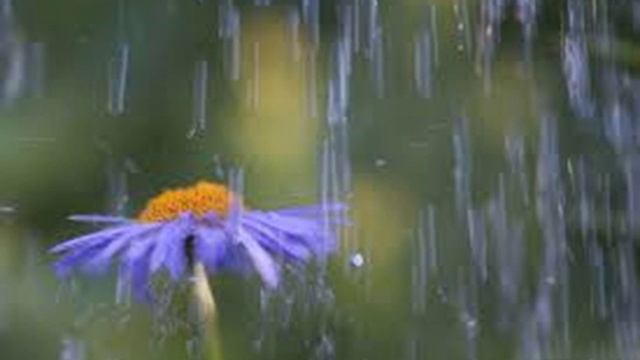 Я не люблю тебя - авторская песня под гитару смотреть онлайн