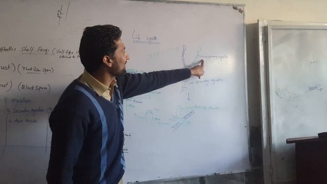 Classification of fungi: Basidiomycota смотреть онлайн