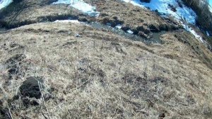 Охота на голубя с пневматикой