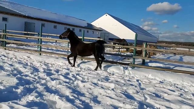Наши лошади/Что с кобылами? смотреть онлайн