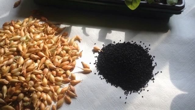 Лук севок дорогой, сажаю семенами смотреть онлайн