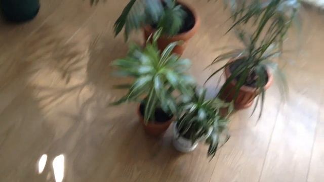 Хамедорея цветет смотреть онлайн