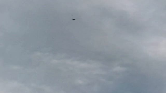 #бойныеголуби2022 Приучаю новую молодёжь смотреть онлайн