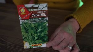 Любисток - Полезные свойства